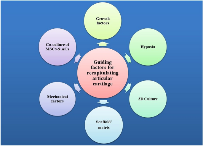 Aging Perspectives Of I Homo Sapiens I Lifespan Extension Focus On External Or Internal Resources Full Text