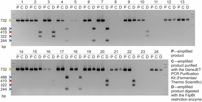 Cleaved amplified polymorphic sequences (CAPS) marker for identification of  two mutant alleles of the rapeseed BnaA.FAD2 gene | Molecular Biology  Reports