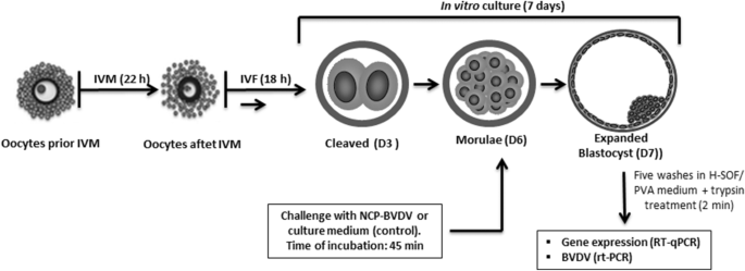Upregulation of interferon-alpha gene in bovine embryos produced in vitro  in response to experimental infection with noncytophatic  bovine-viral-diarrhea virus | SpringerLink