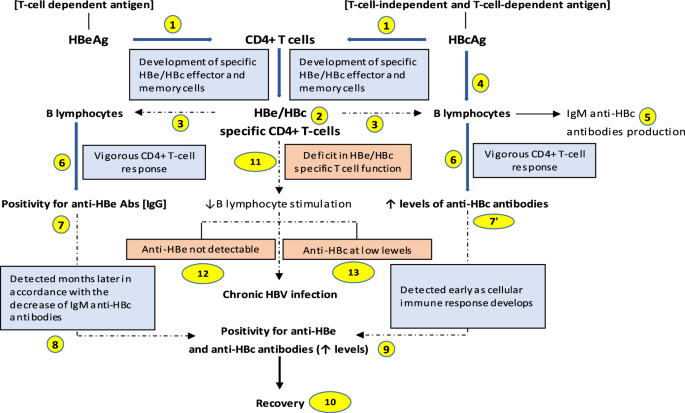 Dynamic profile of the HBeAg-anti-HBe system in acute and chronic hepatitis  B virus infection: A clinical-laboratory approach | SpringerLink