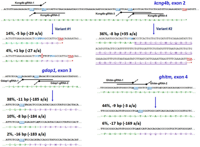 An Improved Method For Precise Genome Editing In Zebrafish Using Crispr Cas9 Technique Springerlink