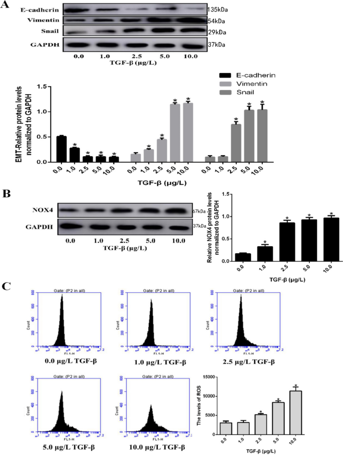 Tgf B Promote Epithelial Mesenchymal Transition Via Nf Kb Nox4 Ros Signal Pathway In Lung Cancer Cells Springerlink