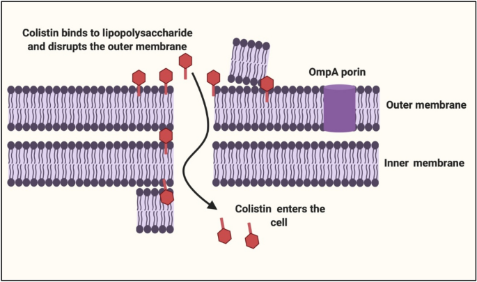 Mobilized Colistin Resistance Mcr Genes From 1 To 10 A Comprehensive Review Springerlink