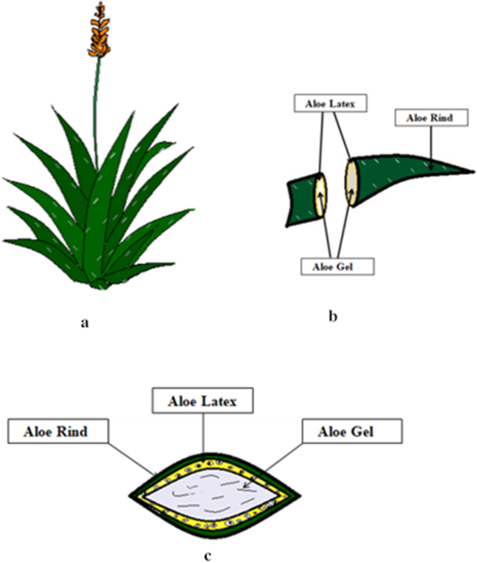 aloe vera gel über nacht ALOE VERA GEL BIO – Soena Naturals main image 1