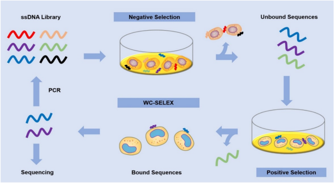 Research Progress Of Whole Cell Selex Selection And The Application Of Cell Targeting Aptamer Springerlink Research Progress Of Whole Cell Selex Selection And The Application Of Cell Targeting Aptamer Springerlink