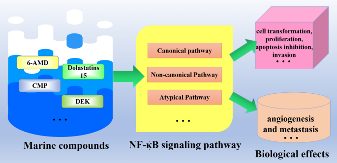 Anticancer effects of marine compounds blocking the nuclear factor kappa B  signaling pathway | SpringerLink