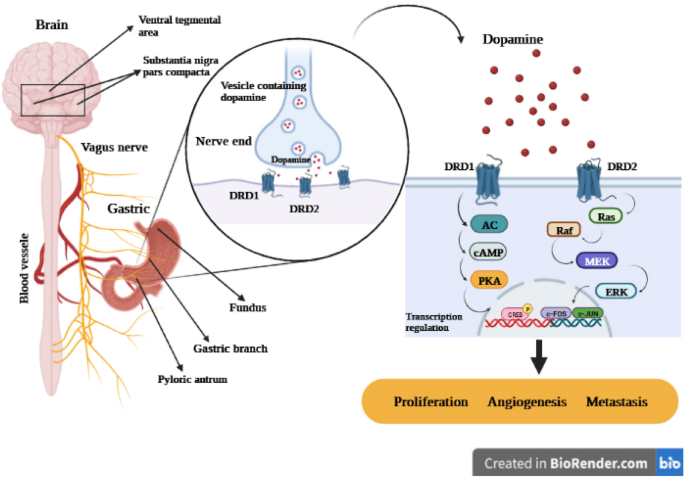 bpc 157 dopamine receptors Emerging Use of BPC-157 in Orthopaedic Sports Medicine: A Systematic Review main image 1