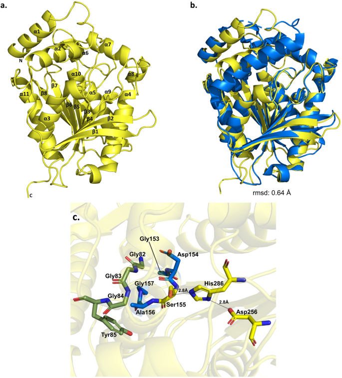 Biochemical characterization of an esterase from Thermobifida fusca YX ...