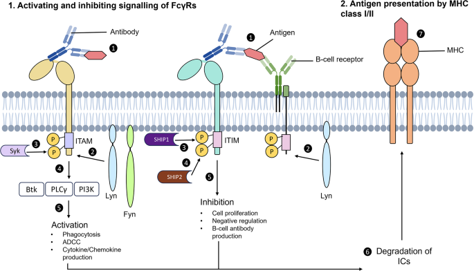 Current development of Fc gamma receptors (FcγRs) in diagnostics: a ...