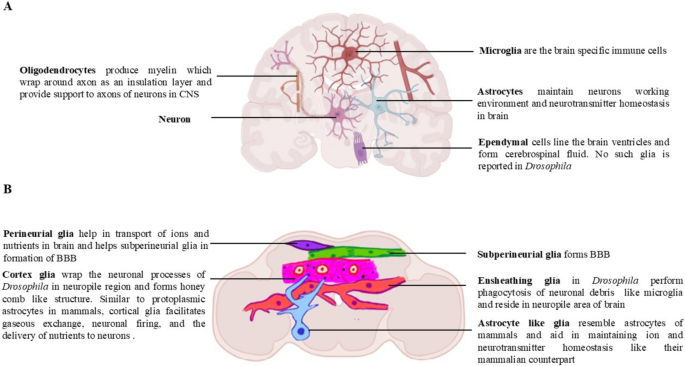 Drosophila glial system: an approach towards understanding 