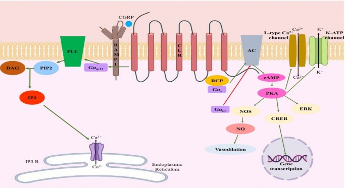 Unraveling the role of CGRP in neurological diseases: a comprehensive ...