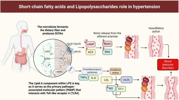 l-carnitine miscarriage How microbiota influence maternal blood disorder in miscarriage | Molecular  Biology Reports