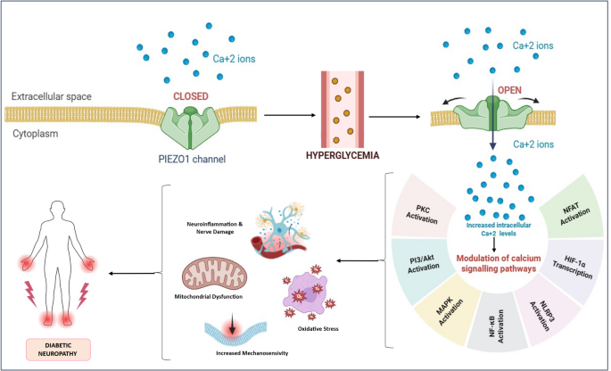 PIEZO1: a mechanosensitive ion channel in the pathogenesis and ...