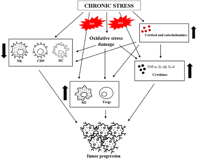 The multifaceted impact of stress on immune function | Molecular ...