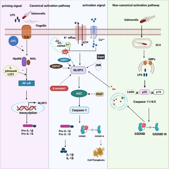 Activation and regulation of NAIP/NLRC4 and NLRP3 inflammasomes during ...
