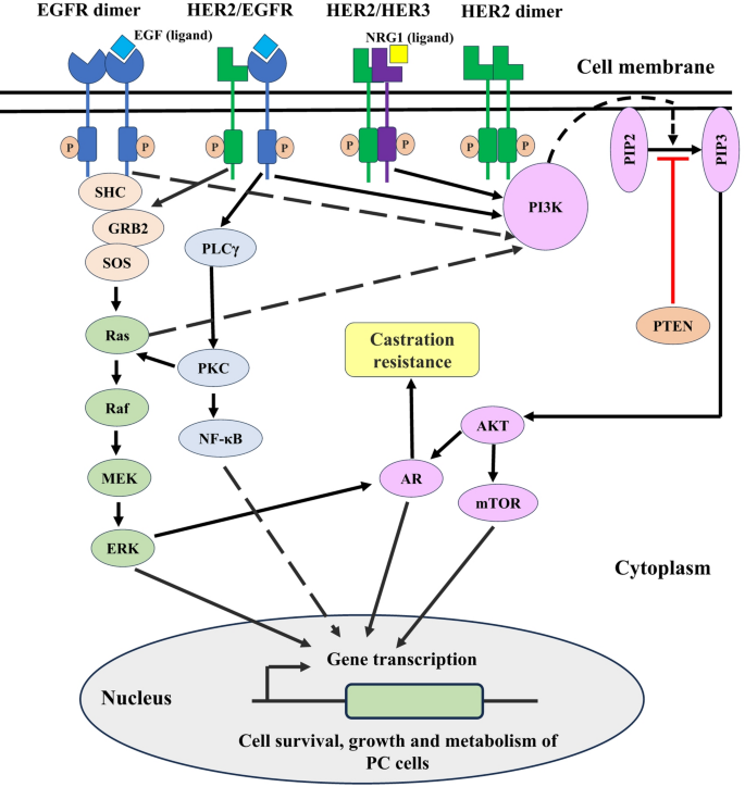 HER2 as a molecular trojan horse in prostate cancer: mechanistic ...