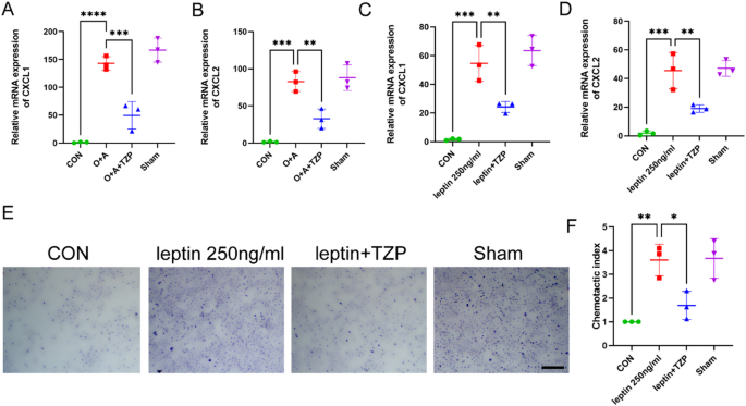tirzepatide asthma Tirzepatide improves neutrophilic inflammation in obese asthmatic mice by  downregulating Th17 cell differentiation | Molecular Biology Reports