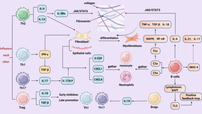 The role of immune cell crosstalk and signaling pathways in the ...