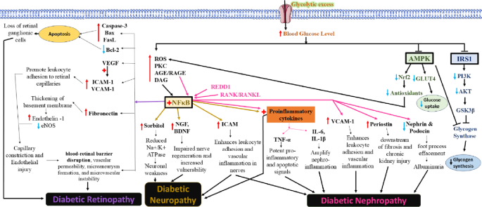 BiochemicalCellular crosstalk in diabetes: exploring pathways driving  microvascular complications | Molecular Biology Reports | Springer Nature  Link