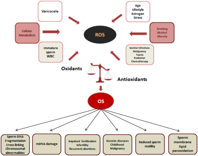 acetyl l carnitine fertility male L-Carnitine and Male Fertility: Is Supplementation Beneficial? main image 1
