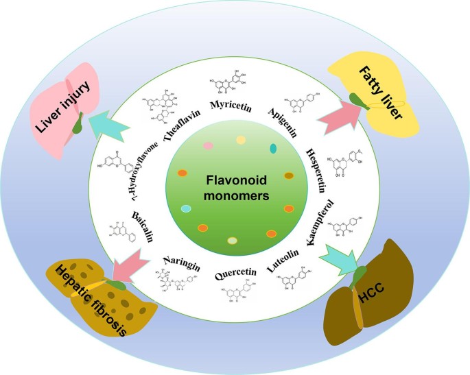 Research progress on the roles and mechanisms of flavonoid monomers in liver diseases: a review | Molecular Biology Reports | Springer Nature Link Research progress on the roles and mechanisms of flavonoid monomers in liver diseases: a review | Molecular Biology Reports | Springer Nature Link