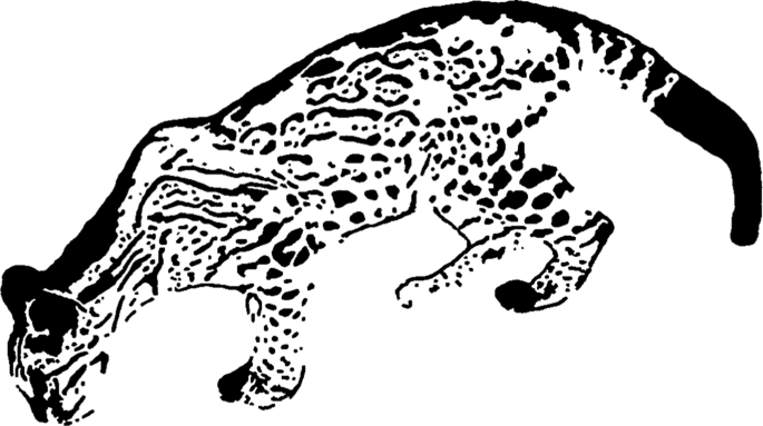 Ocelot Identification Through Spots Springerlink