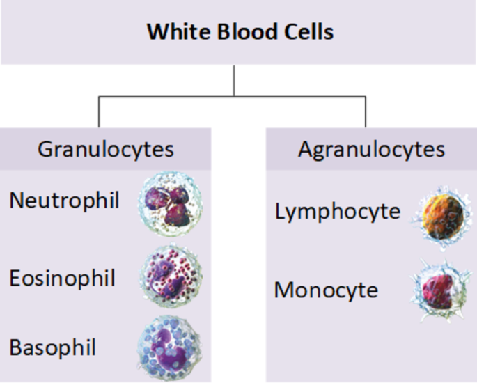 Classifying white blood cells using combining different convolutional ...