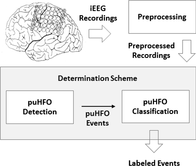 Epileptic High Frequency Oscillations Detection And Classification Springerlink Epileptic High Frequency Oscillations Detection And Classification Springerlink
