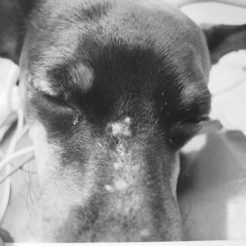 The First Reported Case Of Canine Subcutaneous Cryptococcus Flavescens Infection Springerlink