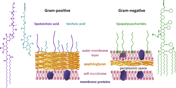 peptidoglycan structure in gram positive bacteria