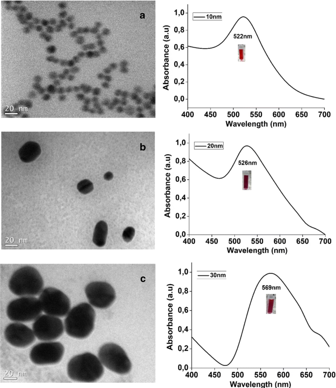 Comparative cytotoxic effect of citrate-capped gold nanoparticles with  different sizes on noncancerous and cancerous cell lines | SpringerLink