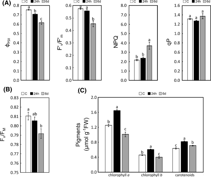 High Salinity Activates Photoprotective Mechanisms In Quercus Suber Via Accumulation Of Carbohydrates And Involvement Of Non Enzymatic And Enzymatic Antioxidant Pathways Springerlink