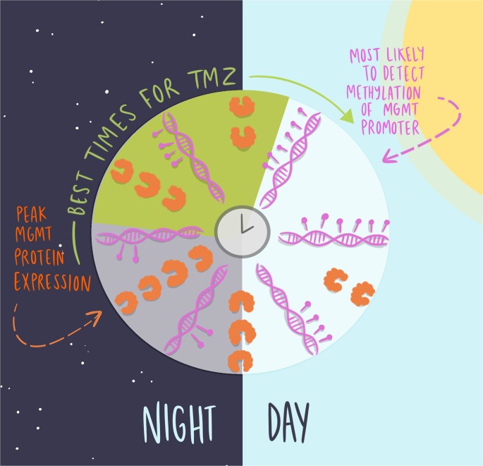 がん治療における生検のタイミングが鍵(Timing may be key to effective cancer treatments)