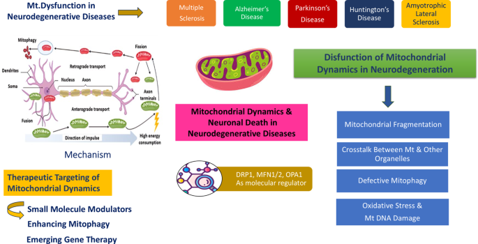 Mitochondrial dynamics and neuronal death in neurodegenerative diseases ...