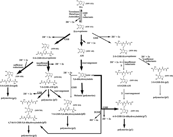 glutathione skin lightening randomized controlled trial Evaluating Oral Glutathione Plus Ascorbic Acid, Alpha-lipoic Acid, and Zinc  Aspartate as a Skin-lightening Agent: An Indonesian Multicenter, Randomized,  Controlled Trial | JCAD