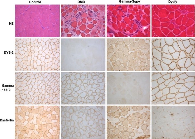 glutathione peroxidase activity assay kit cayman Glutathione Peroxidase Assay Kit 703102 from Cayman Chemical