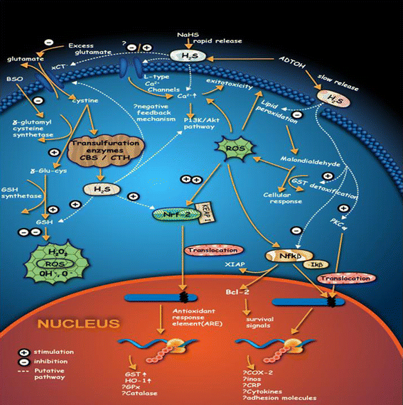 Slow Regulated Release of H 2 S Inhibits Oxidative Stress Induced 
