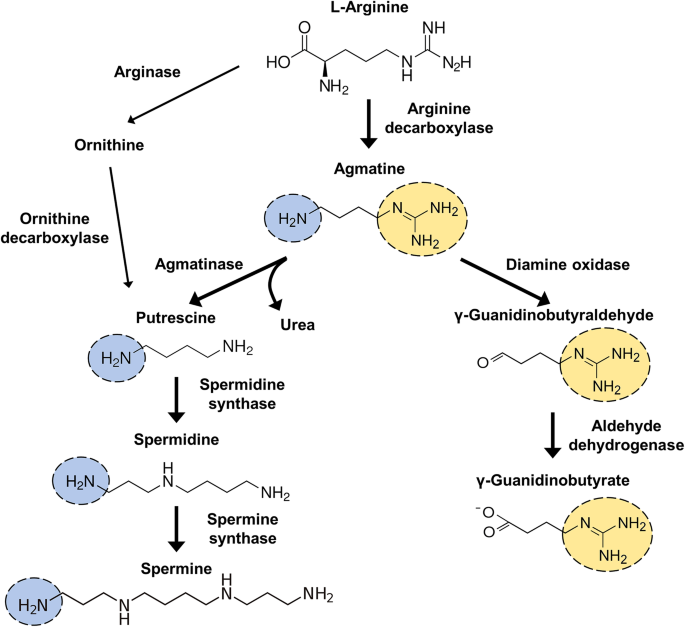 Therapeutic Effect Of Agmatine On Neurological Disease Focus On Ion Channels And Receptors Springerlink