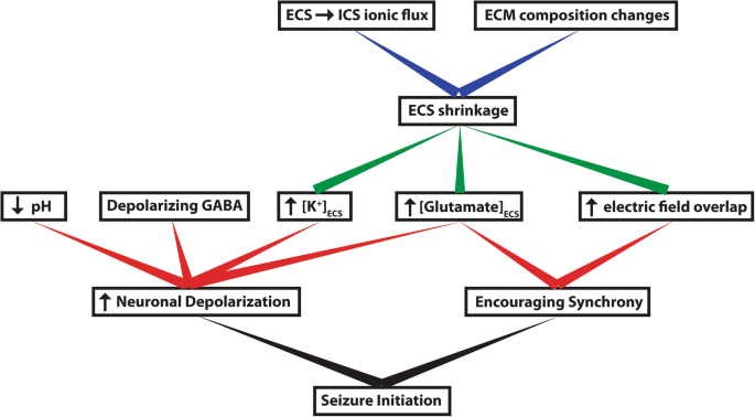ECS Dynamism and Its Influence on Neuronal Excitability and Seizures |  Neurochemical Research | Springer Nature Link