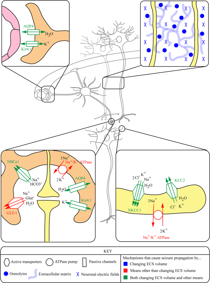 ECS Dynamism and Its Influence on Neuronal Excitability and Seizures