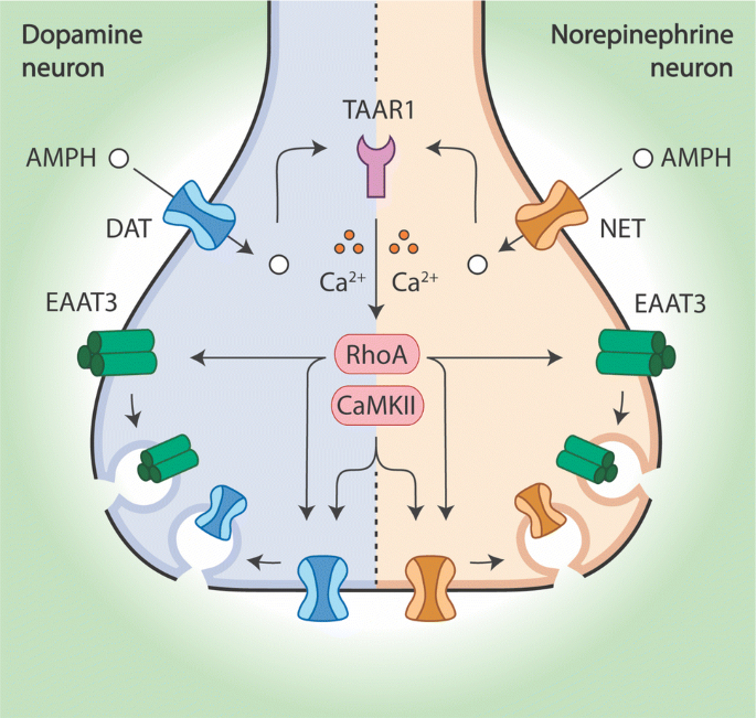 glutathione benefits alzheimers  Glutathione Benefits: The Secret to Better Health?