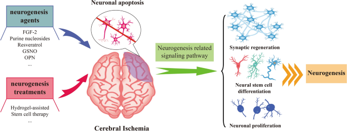 Protective Mechanism And Treatment Of Neurogenesis In Cerebral Ischemia Springerlink