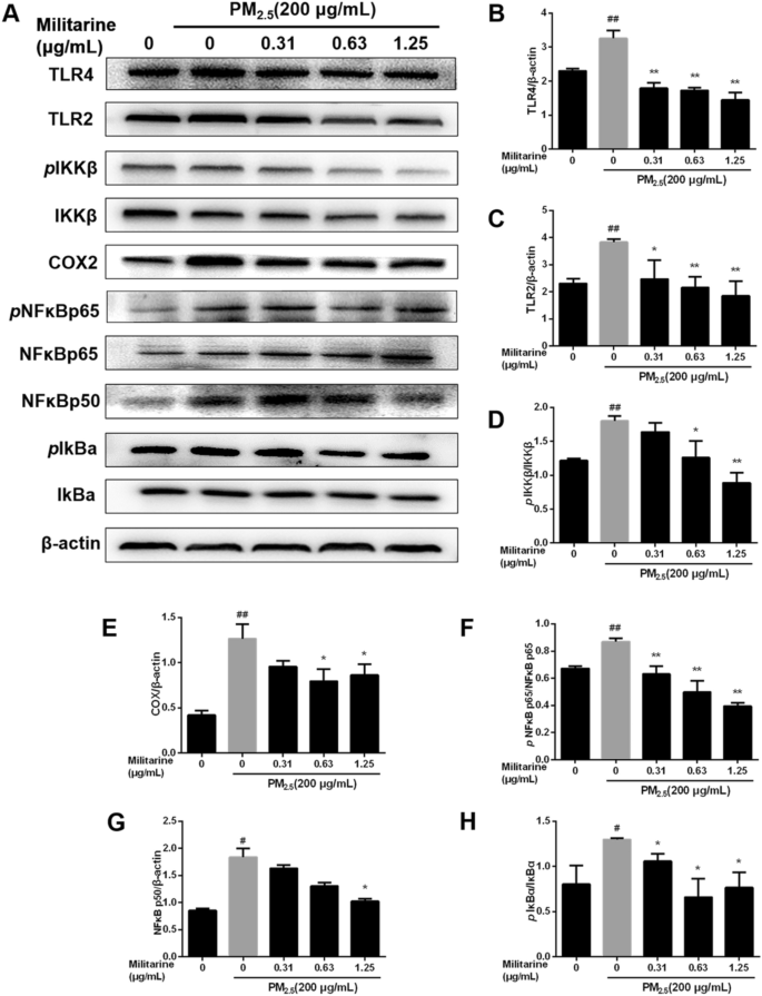 Role Of Militarine In Pm 2 5 Induced Bv 2 Cell Damage Springerlink
