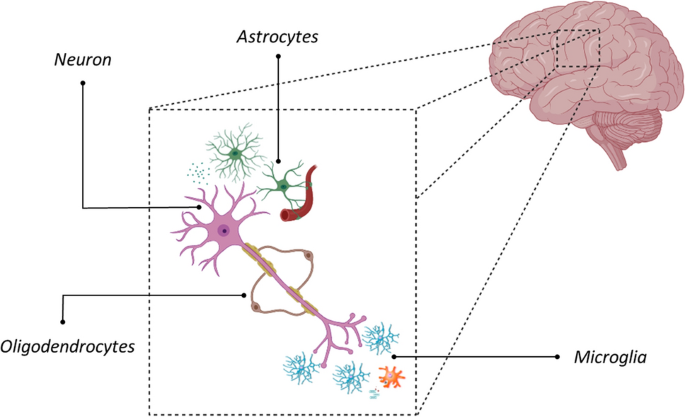 Microglia at the Centre of Brain Research: Accomplishments and Challenges  for the Future | SpringerLink