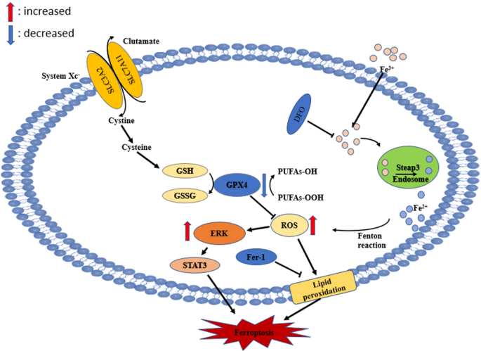 Iron Overload Causes Ferroptosis But Not Apoptosis in MO3.13  Oligodendrocytes | SpringerLink