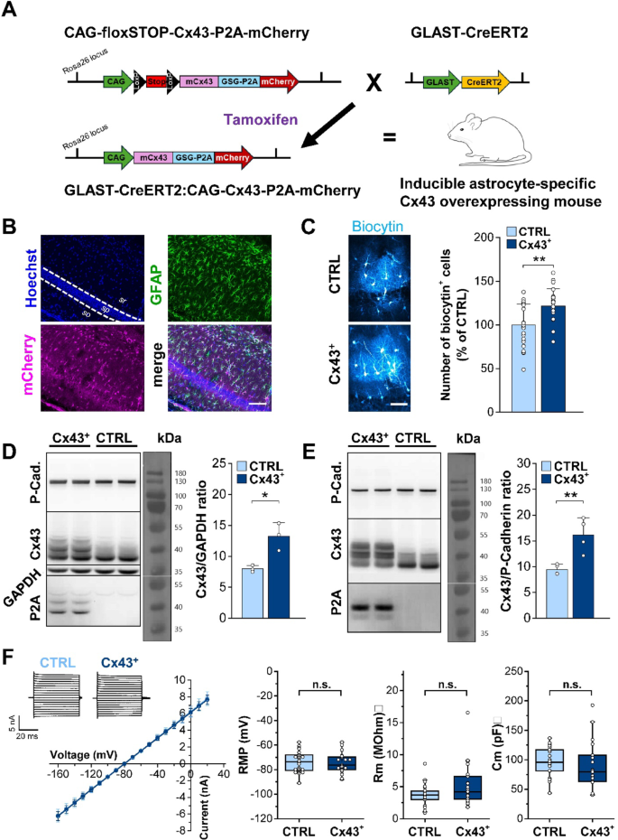 Induced Overexpression of Connexin43 in Astrocytes Attenuates the ...
