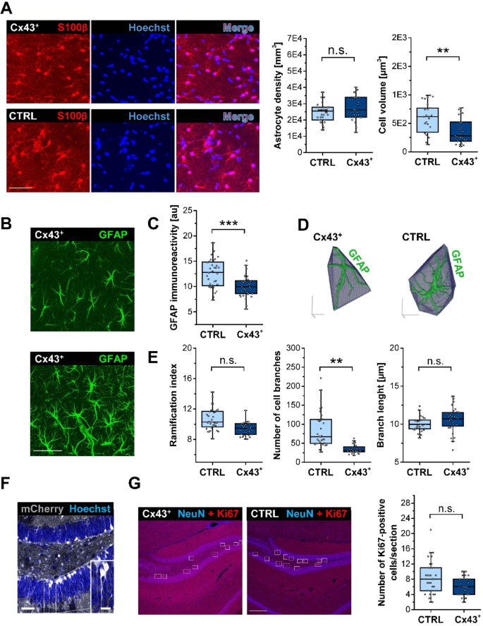 Induced Overexpression of Connexin43 in Astrocytes Attenuates the ...