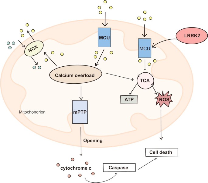 Mitochondrial Calcium Channels and MAM Interaction in Calcium ...