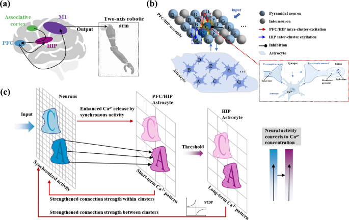 Dynamical mechanisms of astrocyte-neuron coupling for the integration ...