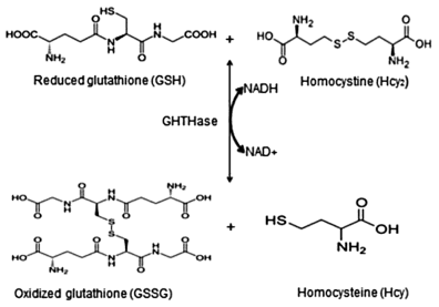 homocysteine and glutathione Oxidized GSH: Vital to the GSH Cycle main image 0
